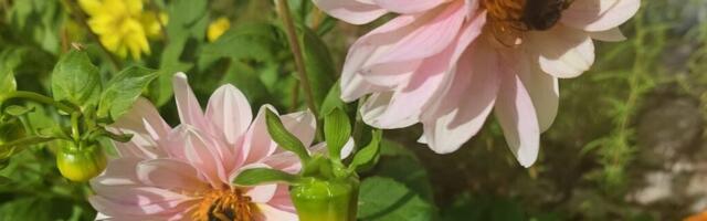 PÕNEVAD FAKTID | Hiiumaal on kõige rohkem vanavanemaid