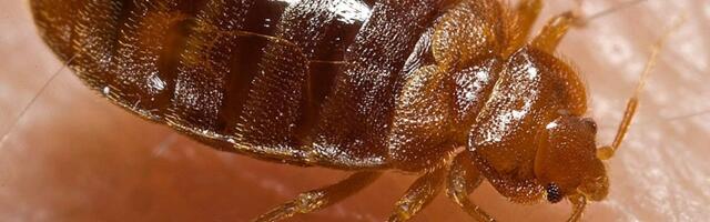 Leedut on tabanud lutikate sissetung