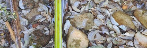 Saadjärves elab haruldane järvepall