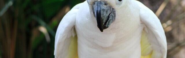 Kakaduude tantsurepertuaar peitis kümneid varem kirjeldamata samme