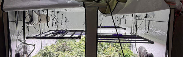 Politsei pidas Tallinnas kinni mehed, kes pidasid kahekorruselist kanepikasvatust