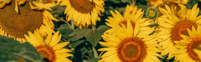 Nädalahoroskoop : 18 - 24. august