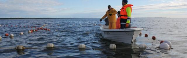 SUUR TOETUS | Hiiumaa kalanduspiirkonnas jagatakse välja 3,6 miljonit eurot