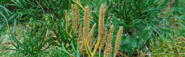 ÜLIHARULDANE | Vareskold ei ole Hiiumaalt siiski veel täielikult kadunud