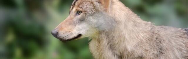 Jahimehed lasid Läänemaal üheksa minutiga kolm hunti