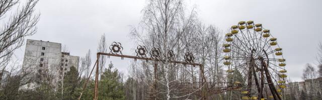 DELFI FIID | Tšornobõli kuulsad sinised koerad tekkisid välikäimla vedelikus püherdamisest