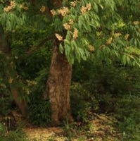 Kui „kastanid“ õitsevad – hobukastanite lugu