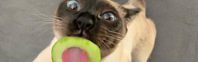 Lemmik ja PetCity kutsuvad fotokonkursil jagama pilte oma lemmiku erilistest hetkedest