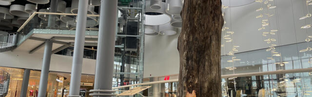 Looduskaitsekuu: Ülemiste keskusse püstitati Hiiumaa põlismetsast maha võetud massiivne haavanott