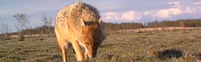Hundi inimpelgus aitab šaakalil Euroopat vallutada