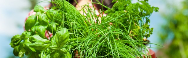 HPV vastu aitab terve immuunsüsteem ja taimeravi