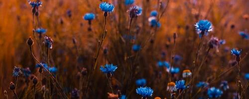 Noorte etluskonkursi “Koidulauliku valgel” Valgamaa eelvooru tulemused on selgunud!