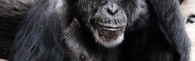 Kui inimene ei saa varsti tööd teha, mida ta siis tegema hakkab