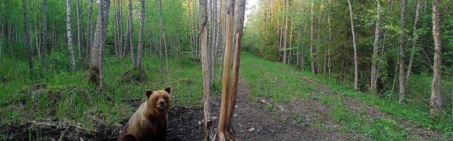 Selgus majas: Hiiumaa karu on alles ja polegi Saaremaale kolinud