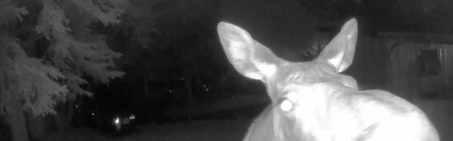 Reporter: Põder käis turvakaamerat nuuskimas