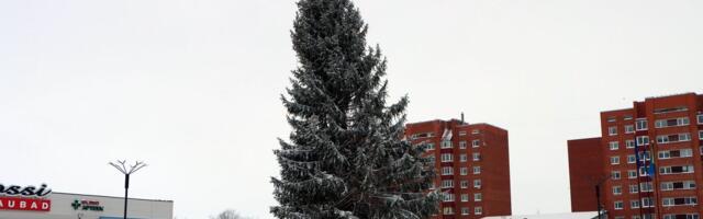 Torm lükkas Kohtla-Järve kuused viltu