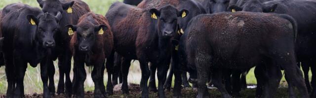 PROGNOOS ⟩ Tänavune põllumajandustoodangu väärtus on viiendiku võrra väiksem