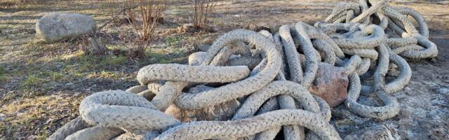 SUUR LUGU: Tammelaane sasipuntras jäid otsad lahti