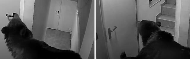 VIDEO | Ootamatu külaline! Vaata, kuidas karu murdis sisse Rumeenia mägihotelli