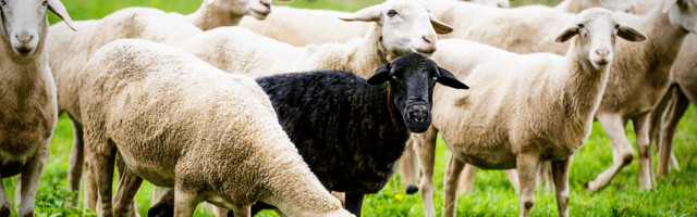 Vaktsineerimine ja karjaimmuunsuse paradoks