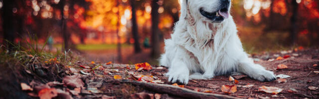 Inimestel ja kuldsetel retriiveritel on üllatav geneetiline sarnasus