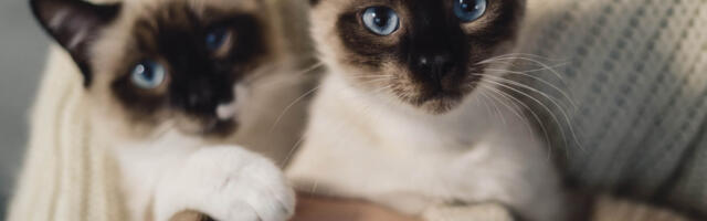 Eesti Loomakaitse Selts: steriliseeri üks, päästad 100