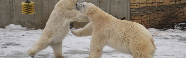 Tallinna loomaaja jääkarud Raspi ja Friida kohtusid üksteisega