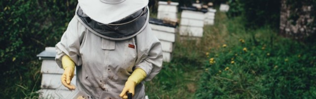 Hea teada: kuuldused mesilaste väljasuremise ohust ei vasta tõele