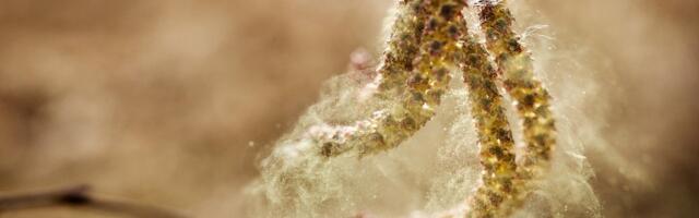 Kevadine õietolmuhooaeg algas varem ja mõjutab üha rohkem inimesi