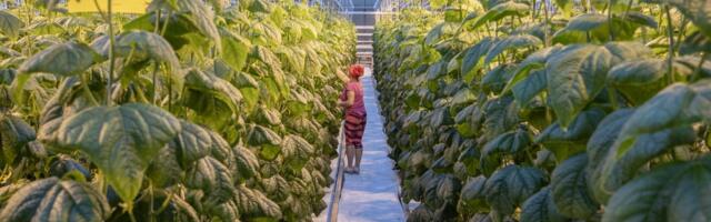 Põllumajanduses jääb töökohti üha vähemaks