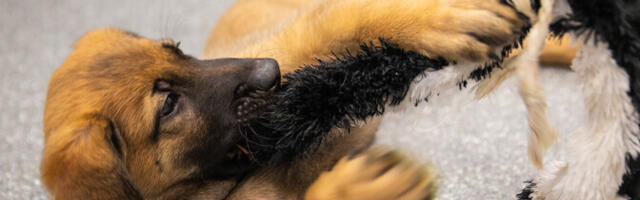 Uus loomakaitseseadus lubaks PTA-l siseneda loomakasvataja koju kohtu loata