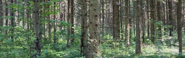 Lõunapoolset päritolu kuused kasvavad Eestis hästi