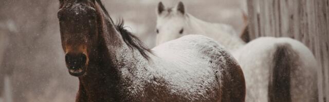 Päevahoroskoop : kolmapäev, 4. jaanuar