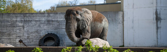 Loomaaia elevantide sõnnik aitab neil endil kõhu täis saada