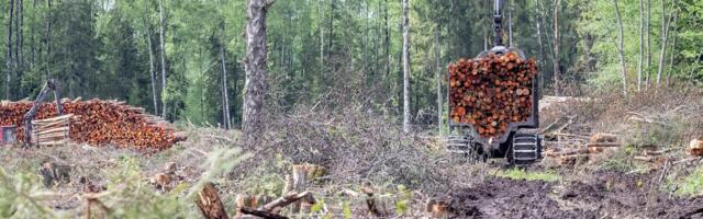 Puidutöösturid soovivad tõsta riigimetsade raiemahtu