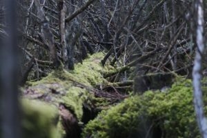 Kui palju mõistmist on vaja loodusest hoolimiseks?