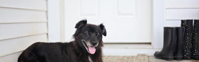 Majavalvurist koerad uinutati - üks jäi elama, teine paraku mitte