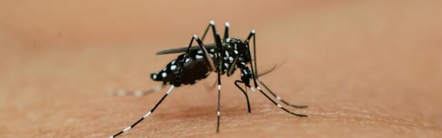 Teadlase hinnangul ei takista dengepalavikku levitava sääse Soome jõudmist miski