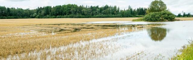 Kahjud ulatuvad üle 63 miljoni euro: Läti valitsus kuulutas välja eriolukorra põllumajanduses