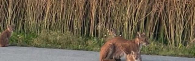 VIDEO | Eriline hetk: Harjumaal sattus kaamerasilma ette ilves nelja järglasega