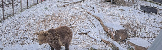 Mõmmu-Ursula tegemisi näeb nüüdsest ka veebikaamera vahendusel  
