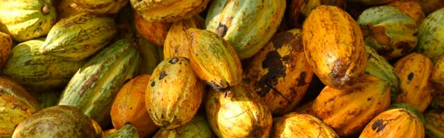 Kakao hind muutus pööraseks