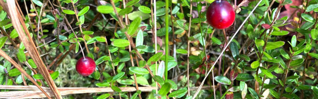 Riina MÄRKMIK: Suur ja väike jõhvikas