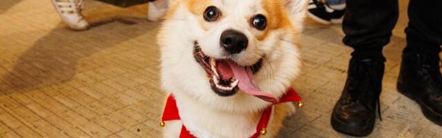 FOTOD ja VIDEO | Nunnumeeter põhjas! Corgi Festile kogunes ligi 200 sabaliputajat