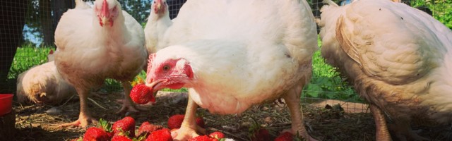 Mart Kase: maasikad ja jalka dialoogid