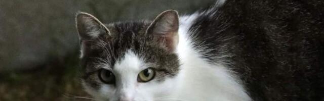 Варшава обеспечит питанием свободно живущих кошек. Животных будут опекать районные волонтёры