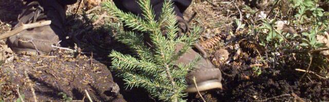 KIK avab metsastamise toetuse taotlusvooru