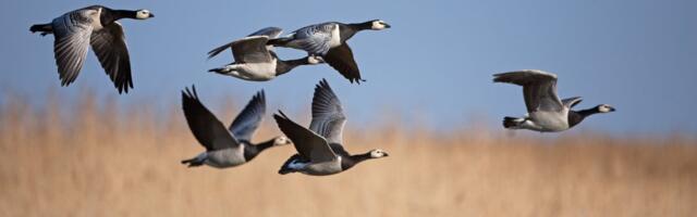 Soomes elektriliinidele kukkunud lind süütas põllu ja lähedalasuva lauda