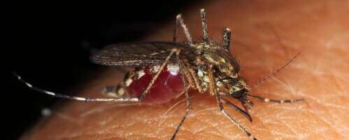 Sääskede eemal hoidmiseks väldi punast riietust