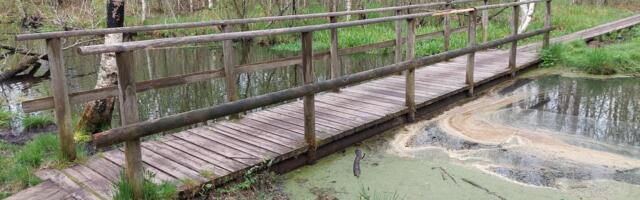 Pääskülas saab tutvuda raba käsitsi taastamise töödega